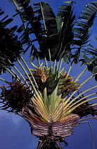 Travellers palm tree {Ravenala madagascariensis} not true palm but related to the banana plant. Queensland, Australia