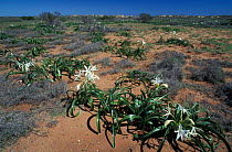Cape Range NP with White Minilya Lilies flowering after rains, Western Australia