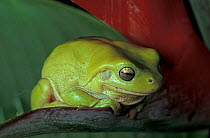 Green tree frog {Litoria caerulea} on Heliconia, Queensland, Australia