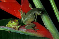 Two Green tree frogs {Litoria caerulea} on Heliconia, Queensland, Australia