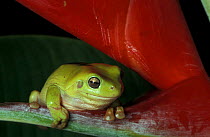 Green tree frog {Litoria caerulea} on Heliconia, Queensland, Australia
