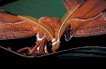Australian atlas / Hercules moth, male head showing plumed antennae {Coscinocera hercules} Queensland, Australia