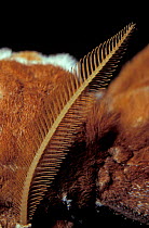 Australian atlas / Hercules moth, close up of plumed antenna of male {Coscinocera hercules} Queensland, Australia