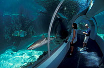Shark in Reef Headquarters Aquarium, Townsville, Queensland, Australia