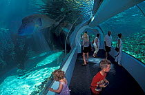 Tourists view fish at Reef Headquarters, Townsville Aquarium, Queensland, Australia