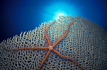 Brittlestar {Ophiothrix suensonii} on fan coral, Caribbean Sea