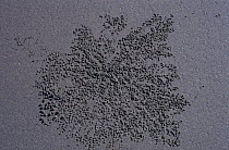 Sand bubbles created by little Sand Bubbler Crabs {Scopimera inflata} as they feed off microscopic material between the sand grains, Queensland, Australia