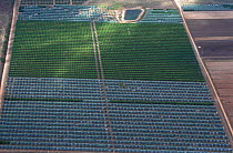 Aerial view of Lychee plantation {Litchi chinensis} protected from birds with nets, Mareeba, Queensland, Australia