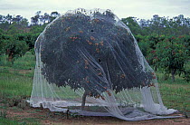 Lychee tree {Litchi chinensis} protected from birds with nets, Mareeba, Queensland, Australia