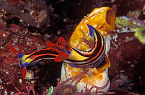 Nudibranch {Nembrotha sp} on tunicate, Indo-Pacific