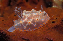 Nudibranch {Halgerda malesso} on sponge, Indo-Pacific