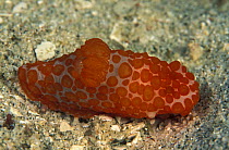 Nudibranch {Gymnodoris sp} Indo-Pacific