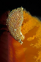 Striped nudibranch {Armina californica} feeding on Sea pen, Pacific, Canada