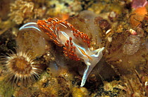 Opalescent / Thick horned nudibranch {Hermissenda crassicornis}  Pacific, Canada
