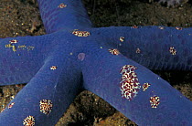 Blue starfish {Linckia laevigata} with Sessile Comb Jellies attached {Astricola sp} Indo-Pacific