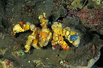Decorator crab camouflaged with tunicates and soft corals, Indo-Pacific