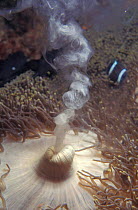 Spawning sea anemone at night {Actinaria} Indo-Pacific