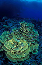 Cabbage coral field {Turbinaria sp} Papua New Guinea