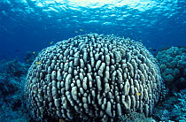 Coral head {Pavona clavus}, Papua New Guinea
