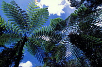 Tree fern {Cyatheaceae} in Daintree Rainforest, Queensland, Australia