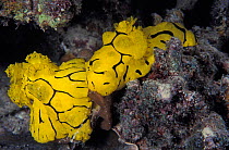 Nudibranchs {Notodoris minor} Great Barrier Reef & Coral Sea, Australia