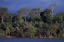 Kimbe Bay rainforest by the sea, Papua New Guinea
