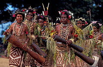 Female dancers at Sing-Sing celebration with drums, grass skirts and shell jewellery. Tufi, Oro Province, Papua New Guinea