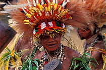 Dancer at Sing-Sing celebration with feathered headdress and shell jewellery. Tufi, Oro Province, Papua New Guinea
