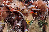 Male dancers at Sing-Sing celebration with feathered headdress and shell jewelery. Tufi, Oro Province, Papua New Guinea