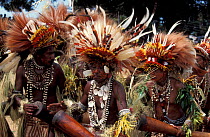 Male dancers at Sing-Sing celebration with feathered headdress and shell jewellery. Tufi, Oro Province, Papua New Guinea
