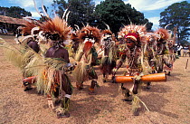 Dancers at Sing-Sing celebration with instruments, grass skirts and shell jewellery. Tufi, Oro Province, Papua New Guinea