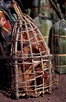 Captured and caged Cuscus for sale, Papua New Guinea