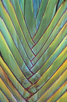 Detail of travellers palm leaf {Ravenala madagascariensis} Queensland, Australia