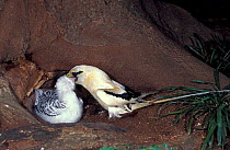 Endemic Yellow tropic / Golden bosun bird  feeds juvenile {Phaethon lepturus fulvus}  Christmas Island - tropicbird