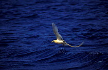 Endemic Yellow tropic / Golden bosun bird flying {Phaethon lepturus fulvus} Christmas Island