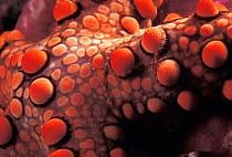Detail of starfish skin (Nardoa sp), Indo-Pacific