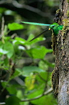 Resplendent quetzal {Pharomachrus mocinno} in nest hole, head and tail feathers visible, cloud forest, Costa Rica.