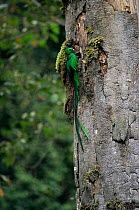 Resplendent quetzal {Pharomachrus mocinno} by nest hole, Costa Rica.