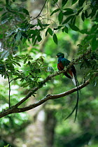 Resplendent quetzal {Pharomachrus mocinno} cloud forest, Costa Rica.