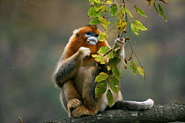 Sichuan Golden snub-nosed monkey (Rhinopithecus roxellana) stripping leaves, China, endangered species