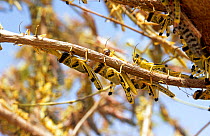 Desert locust swarm {Schistocerca gregaria} flightless hoppers, Mauritania, N Africa
