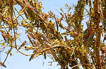 Desert locust swarm {Schistocerca gregaria} flightless hoppers and adults strip a tree bare of leaves, Mauritania, N Africa