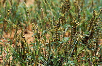 Desert locust swarm {Schistocerca gregaria} flightless hoppers feeding on plants, Mauritania, N Africa