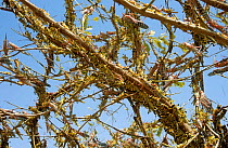 Desert locust swarm {Schistocerca gregaria} flightless hoppers + adults strip tree bare of leaves, Mauritania, N Africa