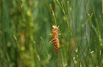 Desert locust adult {Schistocerca gregaria}  Mauritania, N Africa