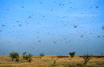 Desert locust swarm in flight {Schistocerca gregaria}  SW Mauritania, N Africa