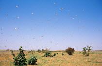 Desert locust swarm in flight {Schistocerca gregaria}  SW Mauritania, N Africa