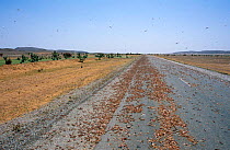 Desert locust swarm {Schistocerca gregaria} locusts killed by road traffic, SW Mauritania, N Africa