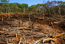 Deforestation by fire and felling for agriculture, Zambia