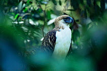 Philippine / Monkey eating eagle {Pithecophaga jefferyi} in forest setting, captive, Philippines